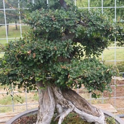 Matsuda Landscape Nursery Nurseries Gardening 4880 Photo Of Matsuda Landscape Nursery Newcastle Ca United States