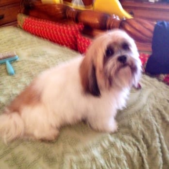 Uptown Dog Grooming - 32 Photos & 34 Reviews - Pet Groomers - 73290 El Paseo, Palm Desert, CA Uptown Dog Grooming - 32 Photos & 34 Reviews - Pet Groomers - 73290 El Paseo, Palm Desert, CA