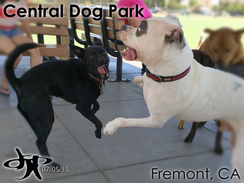 Central Dog Park Fremont Ca Central Dog Park Fremont Ca