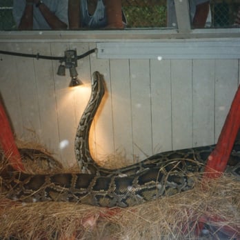 Everglades Wonder Gardens 53 Photos 30 Reviews Zoos 27180 Photo Of Everglades Wonder Gardens Bonita Springs Fl United States Huge Python