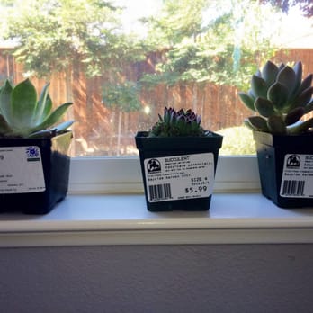 photo of bayside garden center belvedere tiburon ca united states happy with - Bayside Garden Center photo of bayside garden center belvedere tiburon ca united states happy with - Bayside Garden Center