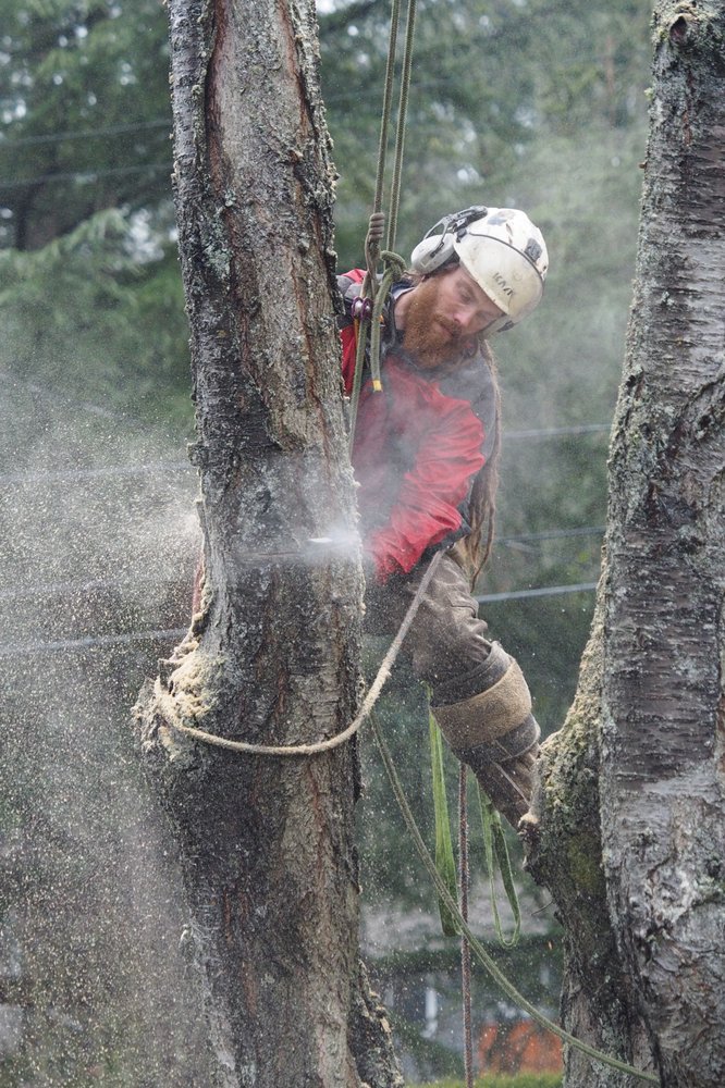 Taproot Tree Care