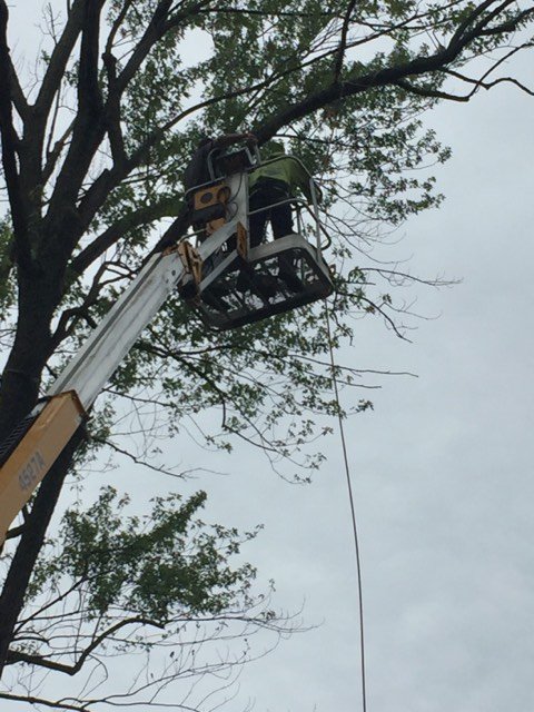 Teeter Landscaping tree division
