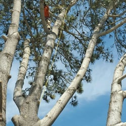 Photo of Carranza Tree Service - San Marcos, CA, United States Tree Service San Marcos Tree Service San Marcos Photo of Carranza Tree Service - San Marcos, CA, United States