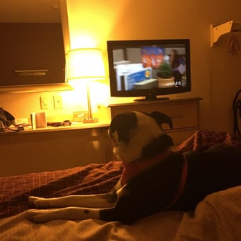 Hotels Charleston Wv Dog Friendly Hotels Charleston Wv Dog Friendly