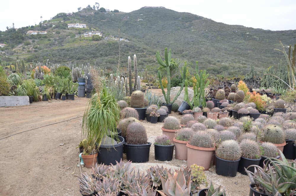 Desert Theater Nursery 55 Photos Nurseries & Gardening Escondido