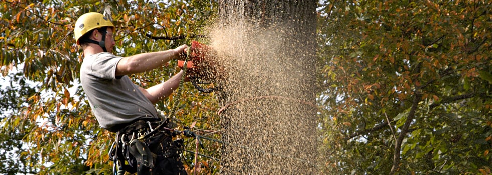 Plank Tree Service