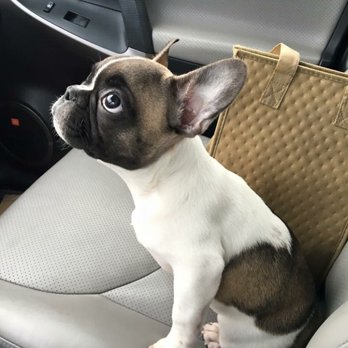 San Go French Bulldogs 70 Photos 38 Reviews Pet Breeders San Go French Bulldogs 70 Photos 38 Reviews Pet Breeders Escondido Ca Phone Number Yelp