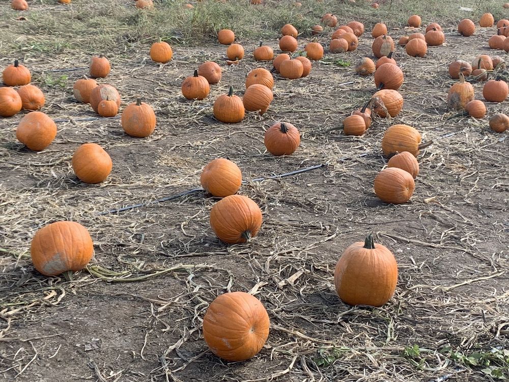 Styer Orchard