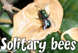 Bee Control Northwest