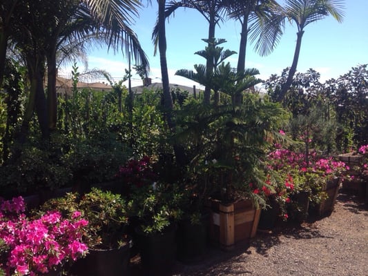 Jauregui Nursery 551 W Alondra Blvd Gardena Ca Nurseries Mapquest