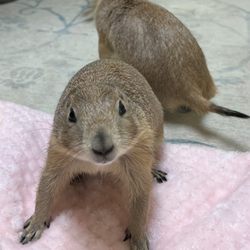 Northern Oaks Bird & Animal Hospital photo