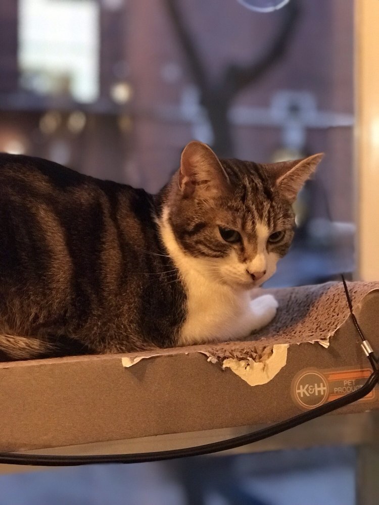 Brooklyn Cat Cafe