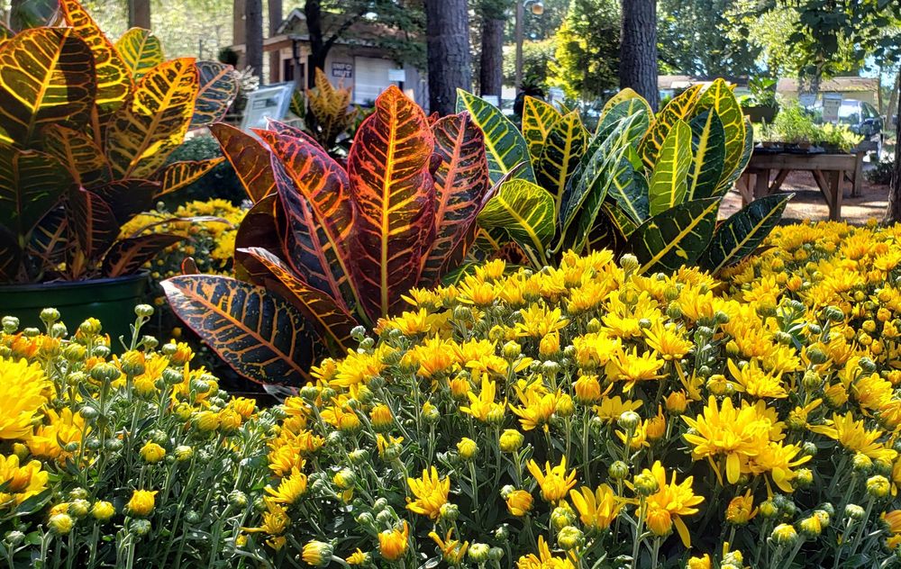 Homewood Nursery & Garden Center