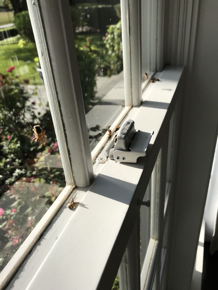 Bee Safe Bee Removal