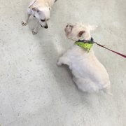 Shaggy Dogs Grooming - 11 Photos - Pet Groomers - 102 Buckwalter Pkwy, Bluffton, SC - Phone Shaggy Dogs Grooming - 11 Photos - Pet Groomers - 102 Buckwalter Pkwy, Bluffton, SC - Phone