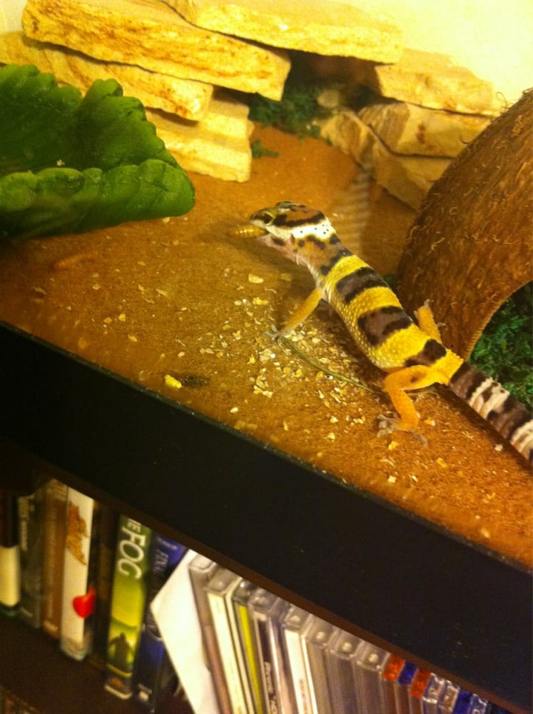 my leopard gecko :) the newest love of my life!