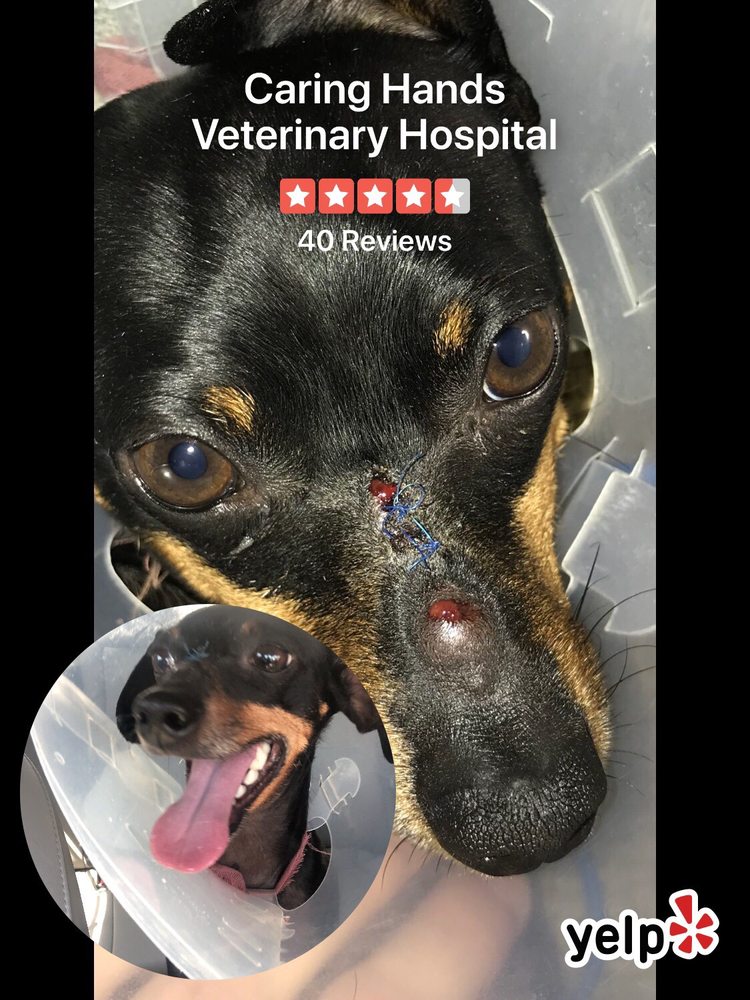 Caring Hands Veterinary Hospital 41 Reviews Veterinarians 1020 E