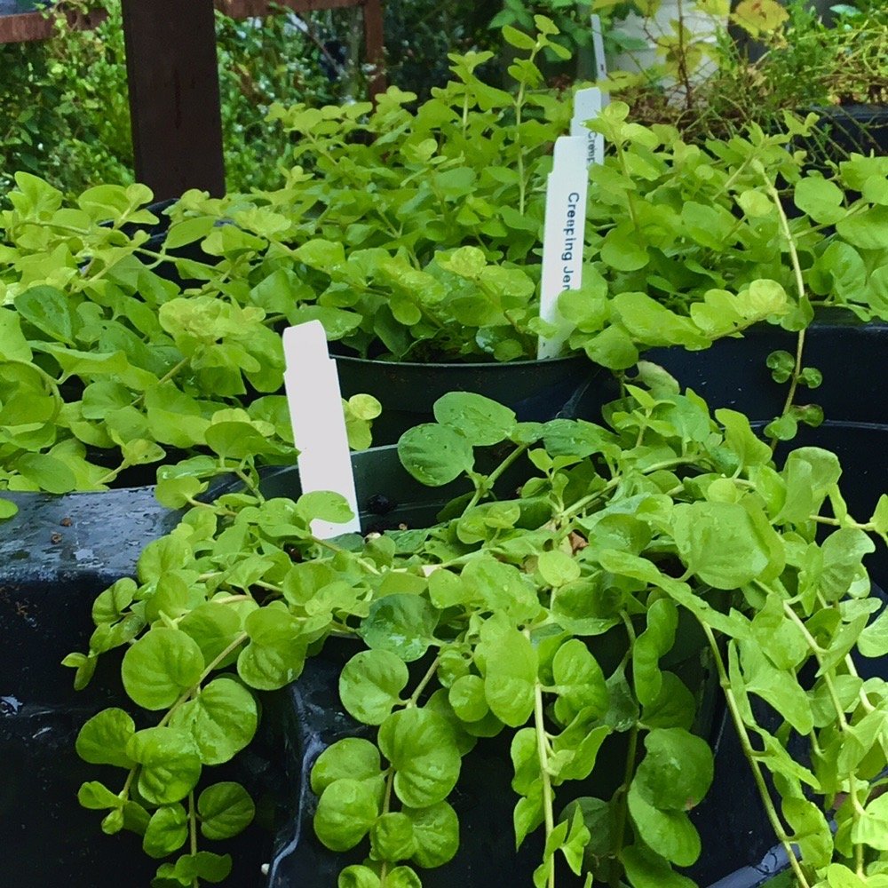 Campbell's Greenhouses