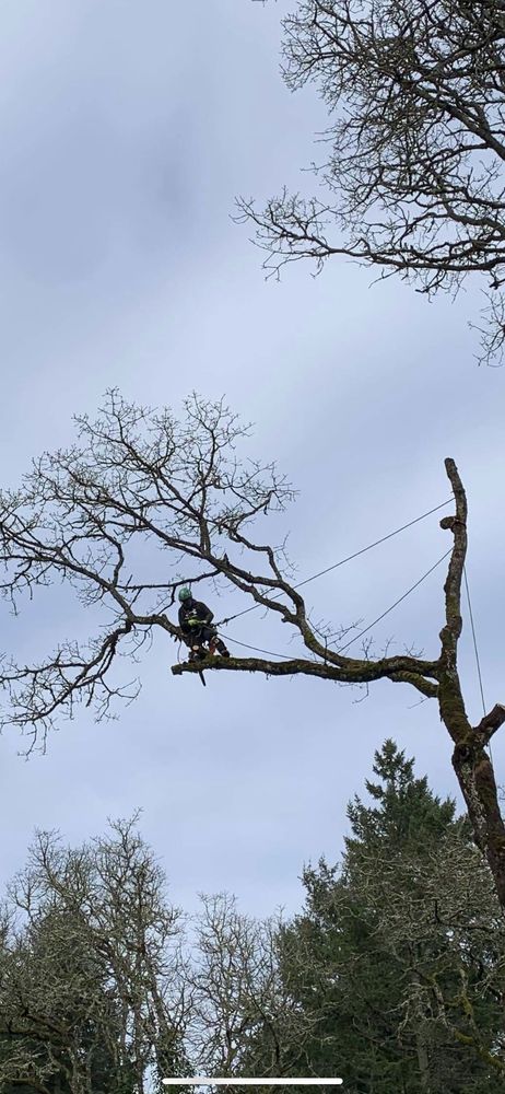 Shook's Tree Service and Removal