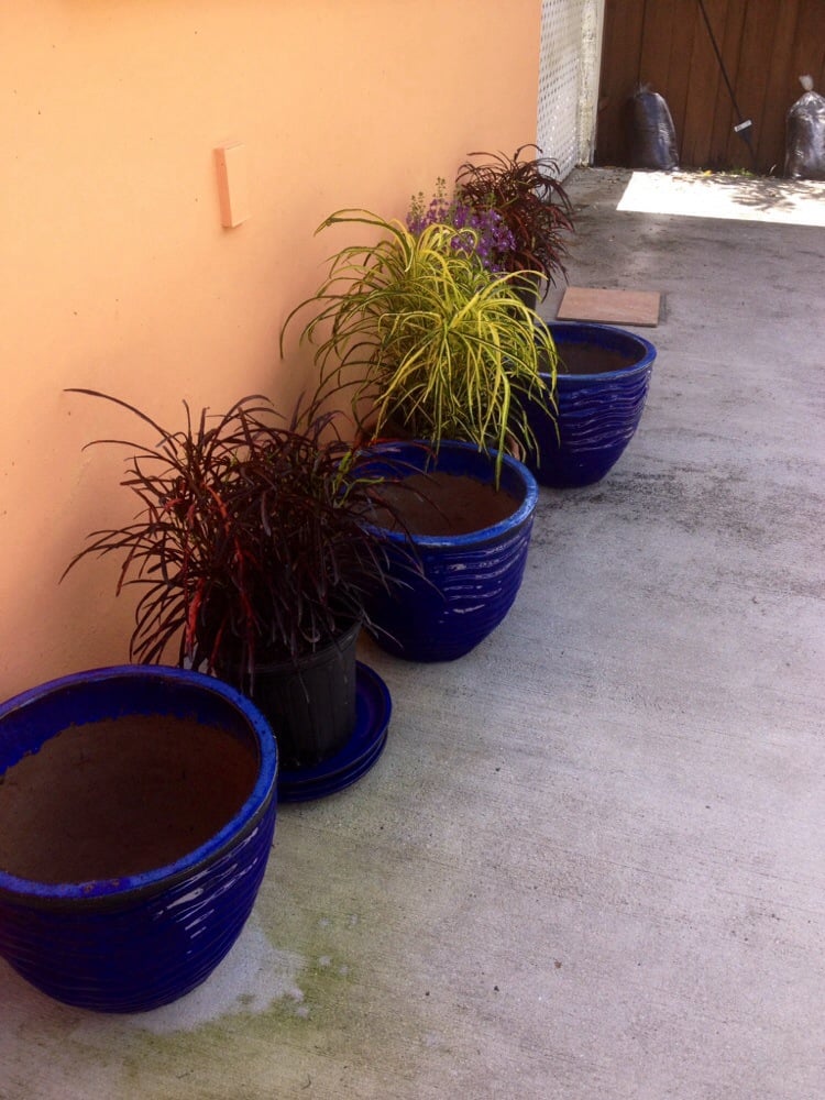Love my new plants & pots:) - Yelp