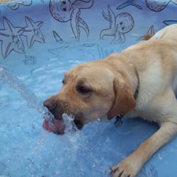 Best Friends Pet Care Marlboro Sitting 234 Boundary Rd Photo Of Best Friends Pet Care Marlboro Nj United States