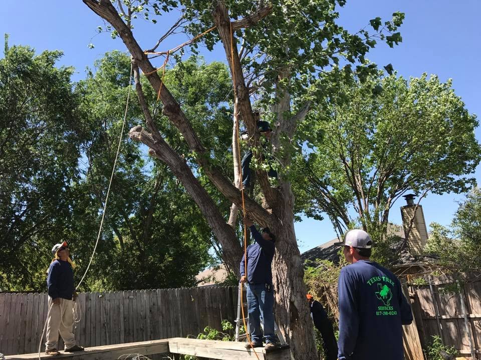 Texas Tree Services 14 Photos Tree Services Southlake, TX Phone