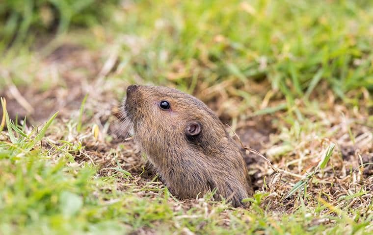 Smith's Pest Management - Carmel Valley