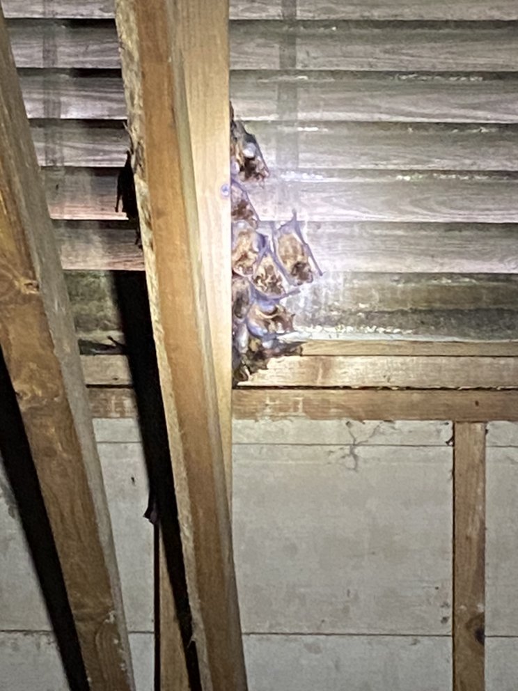 Stanton Wildlife Services