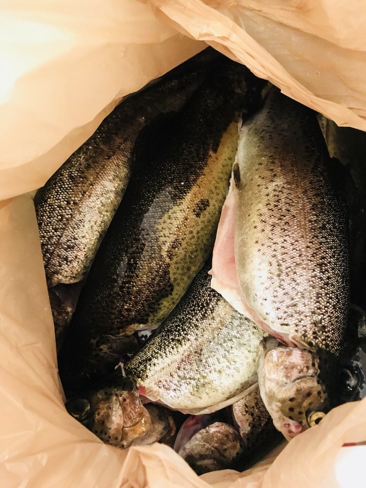 Rainbow Trout Farm 78 Photos & 64 Reviews Fishing 3500 N St Rt