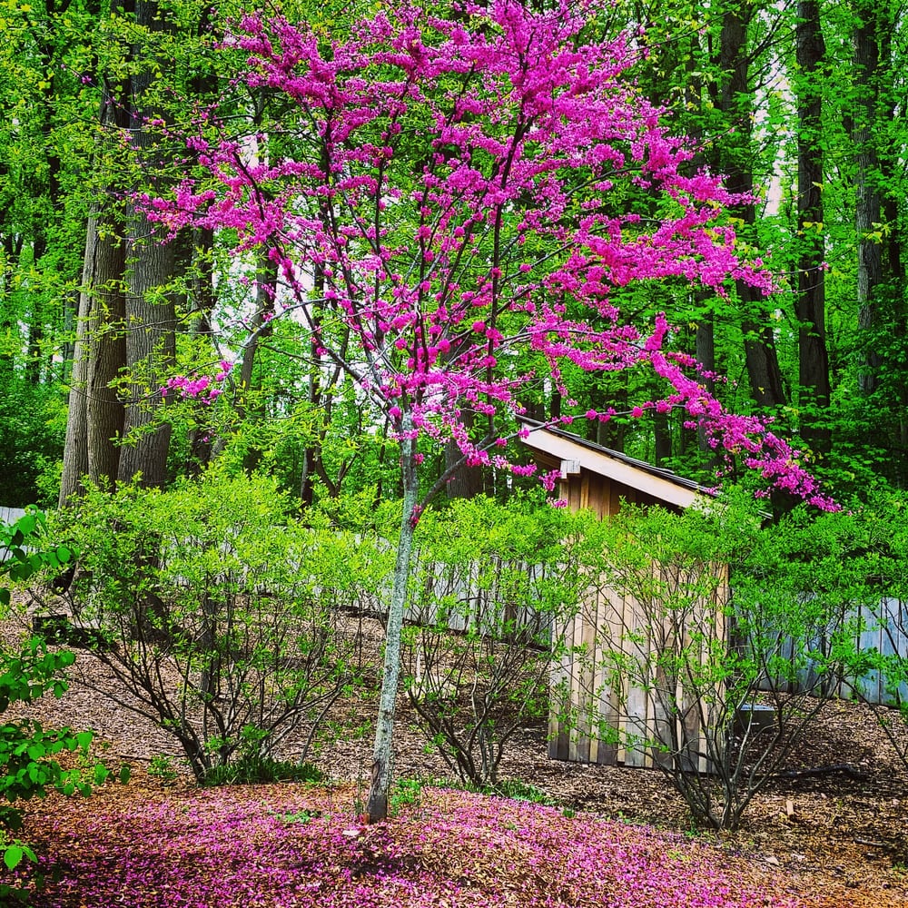 Temple Rodef Shalom