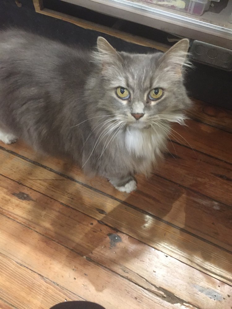 Diving Cat Studio and Gallery 10 Photos Art Galleries 246 Bridge