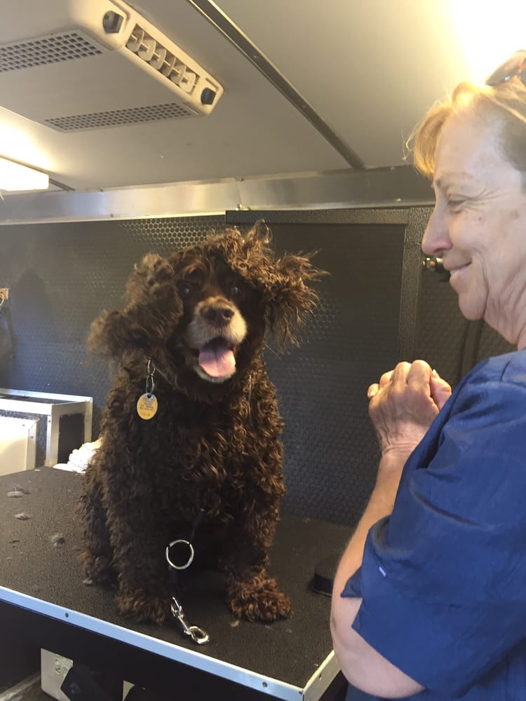 Think Zebras Mobile Dog Grooming Think Zebras Mobile Dog Grooming