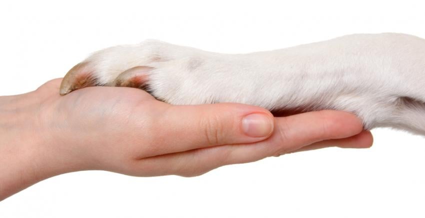 Creature Comforts Pet Sitting