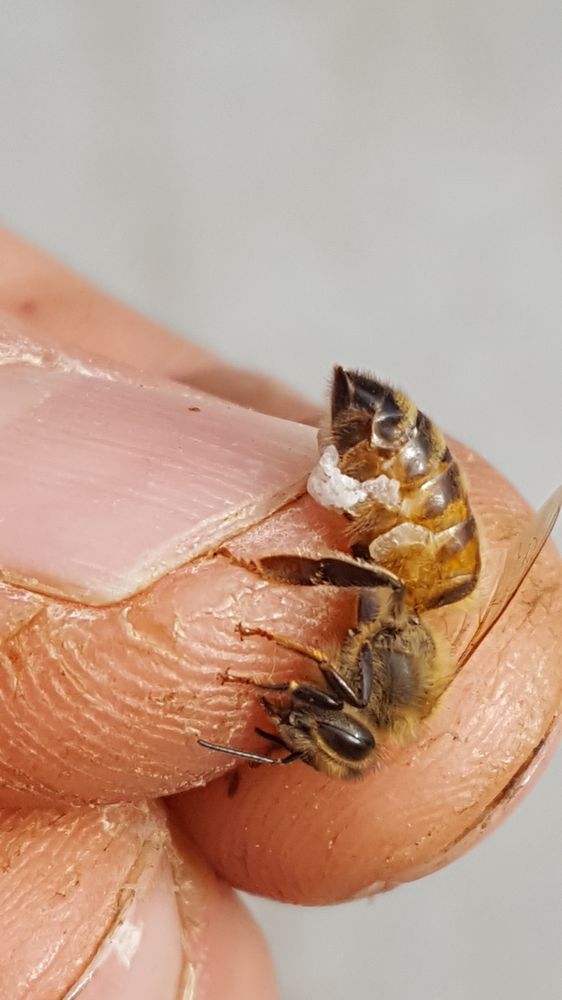 Eastside Bee Removal