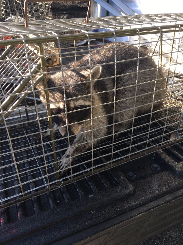 Varmint Masters Wildlife Removal Specialist