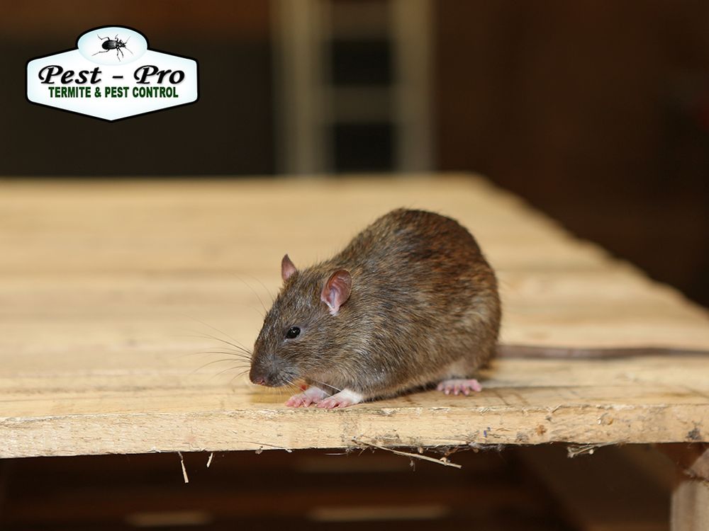 Pest-Pro Services