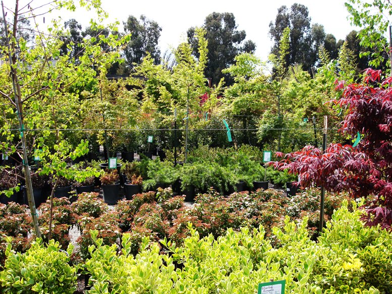 Photos For Calaveras Nursery Yelp Photo Of Calaveras Nursery Sunol Ca United States