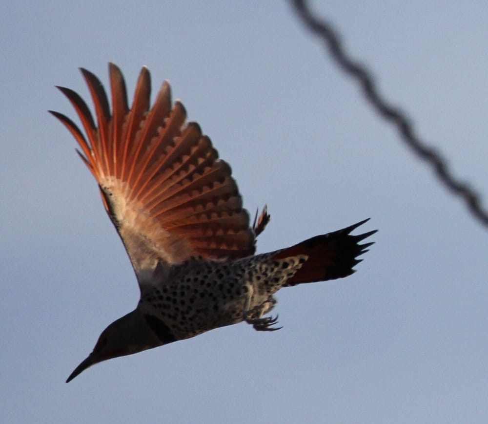 Limekiln Canyon Trail 161 Photos & 32 Reviews Hiking Chatsworth