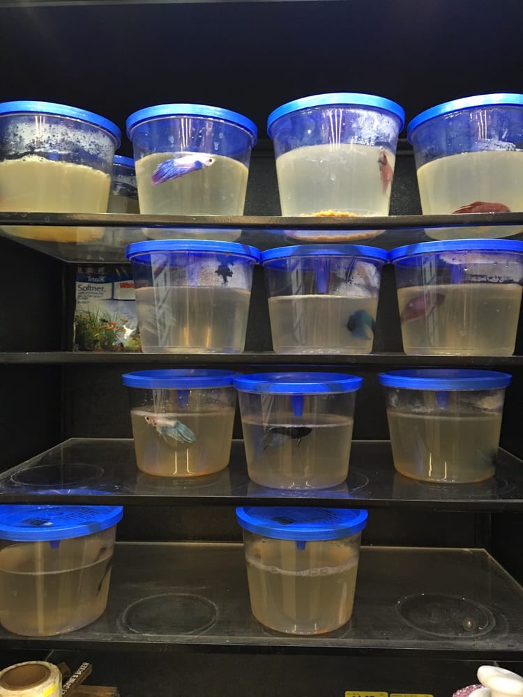 betta fish in filthy cups on july 9th 2016 yelp