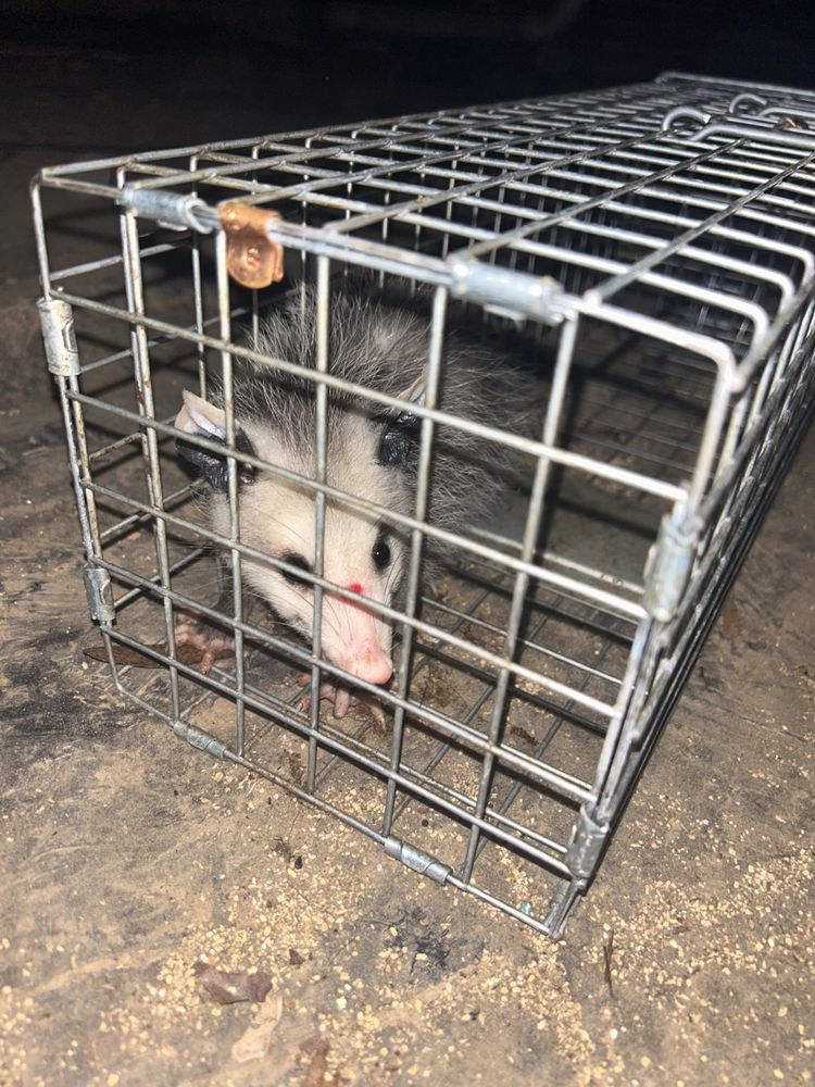 Charlotte Wildlife Removal