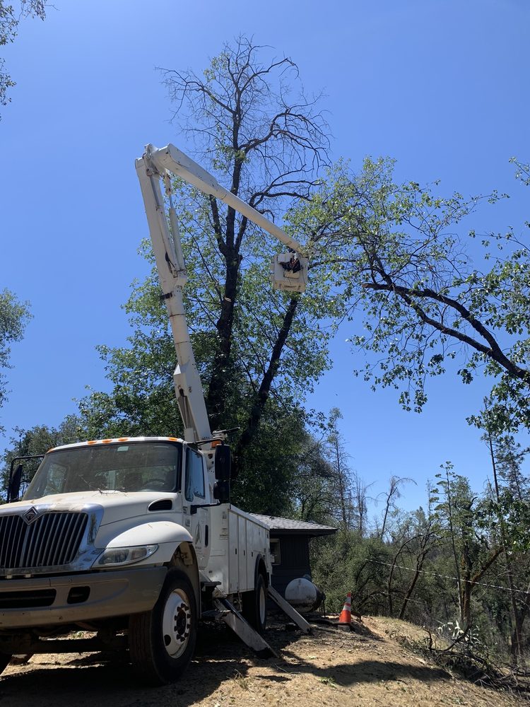 Lassen Valley Tree Service