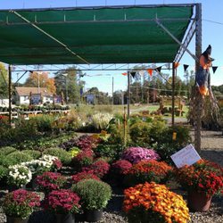 Countryview Farm Nursery Nurseries Gardening 599 Buckelew Photo Of Countryview Farm Nursery Monroe Township Nj United States