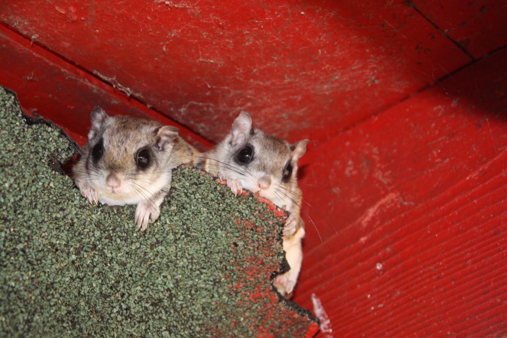 S & S Wildlife Control & Removal