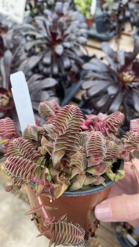 Rountree Nursery & Supply