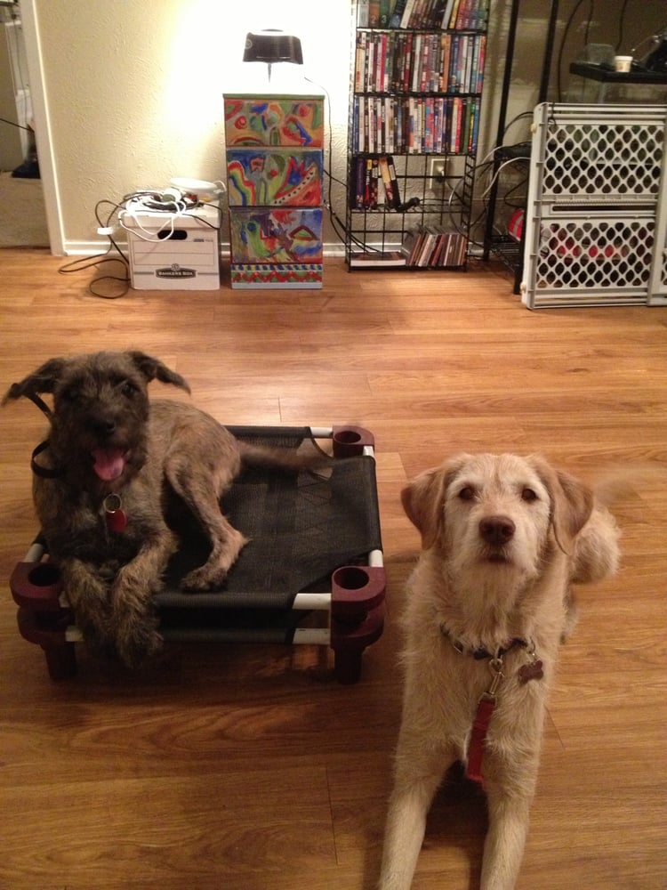 Zoom Room Dog Training Seattle Wa Zoom Room Dog Training Seattle Wa