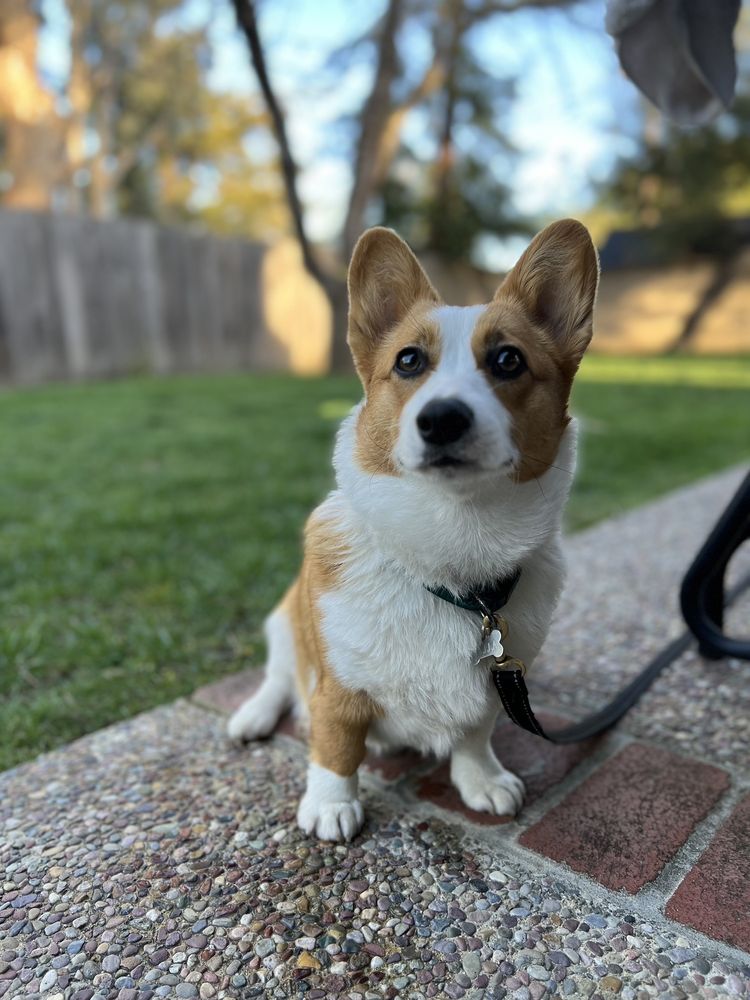Bay Area Corgis
