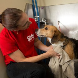 dog grooming flower mound dog grooming flower mound