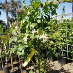 Green Thumb Nursery Lake Forest 250 Photos 194 Reviews