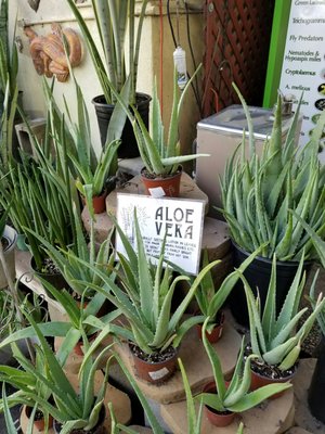 Green Thumb Nursery Canoga Park 21812 Sherman Way Green Thumb Nursery Canoga Park 21812